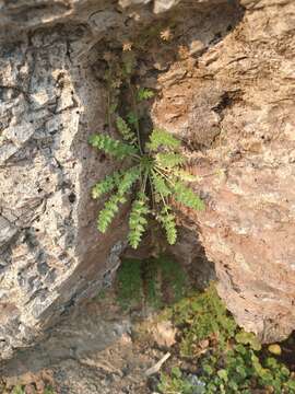 Ivesia baileyi var. beneolens (Nelson & J. F. Macbr.) B. Ertter的圖片