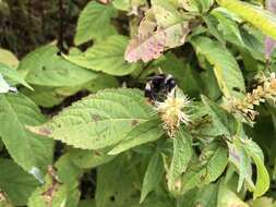 Image of Bombus hypocrita Pérez 1905