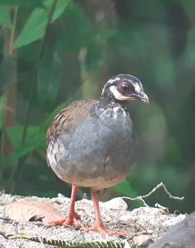 Image of Malay Partridge