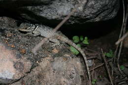 Image of Blue Spiny Lizard