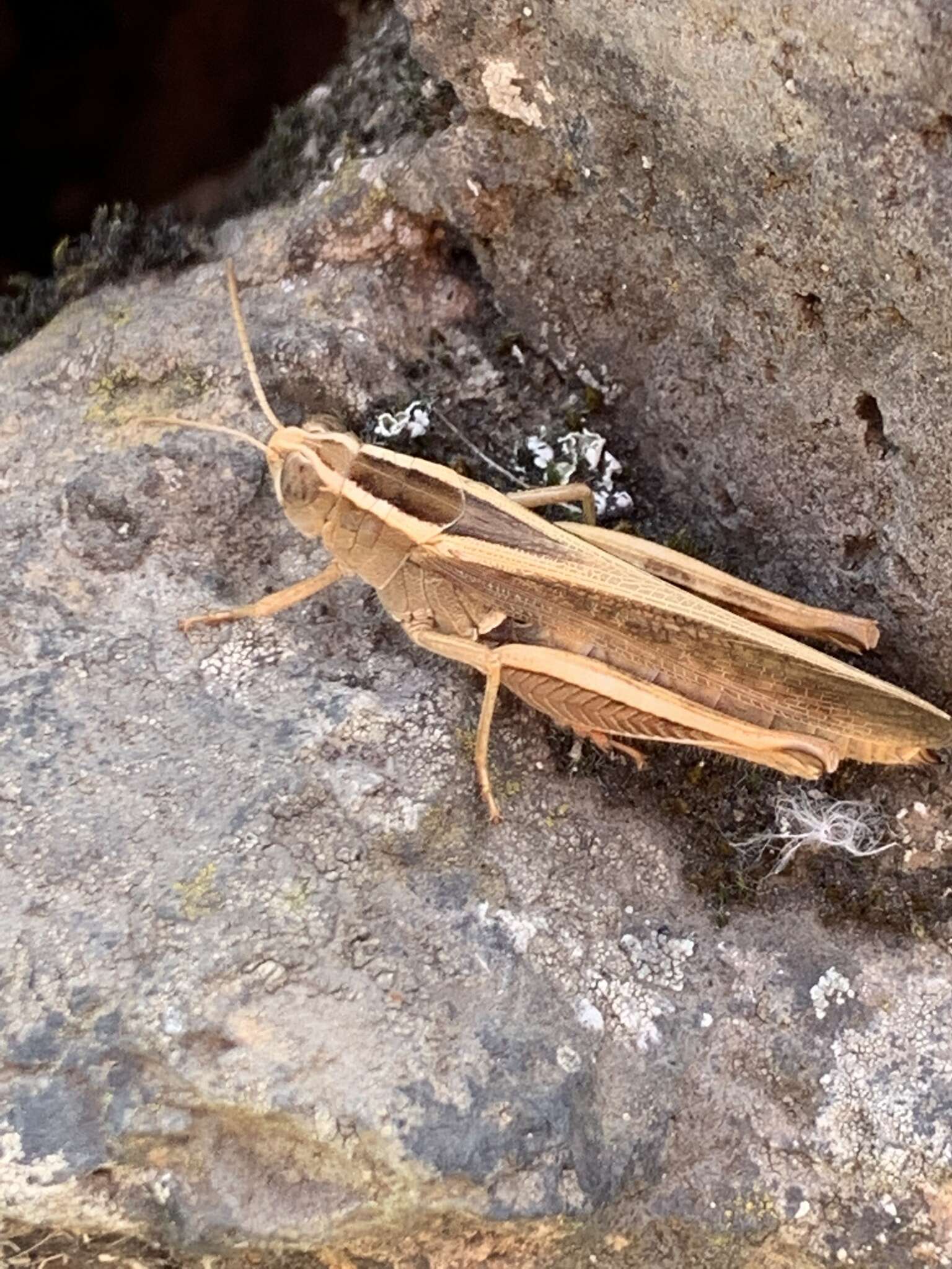 Image of Canarian Pincer Grasshopper