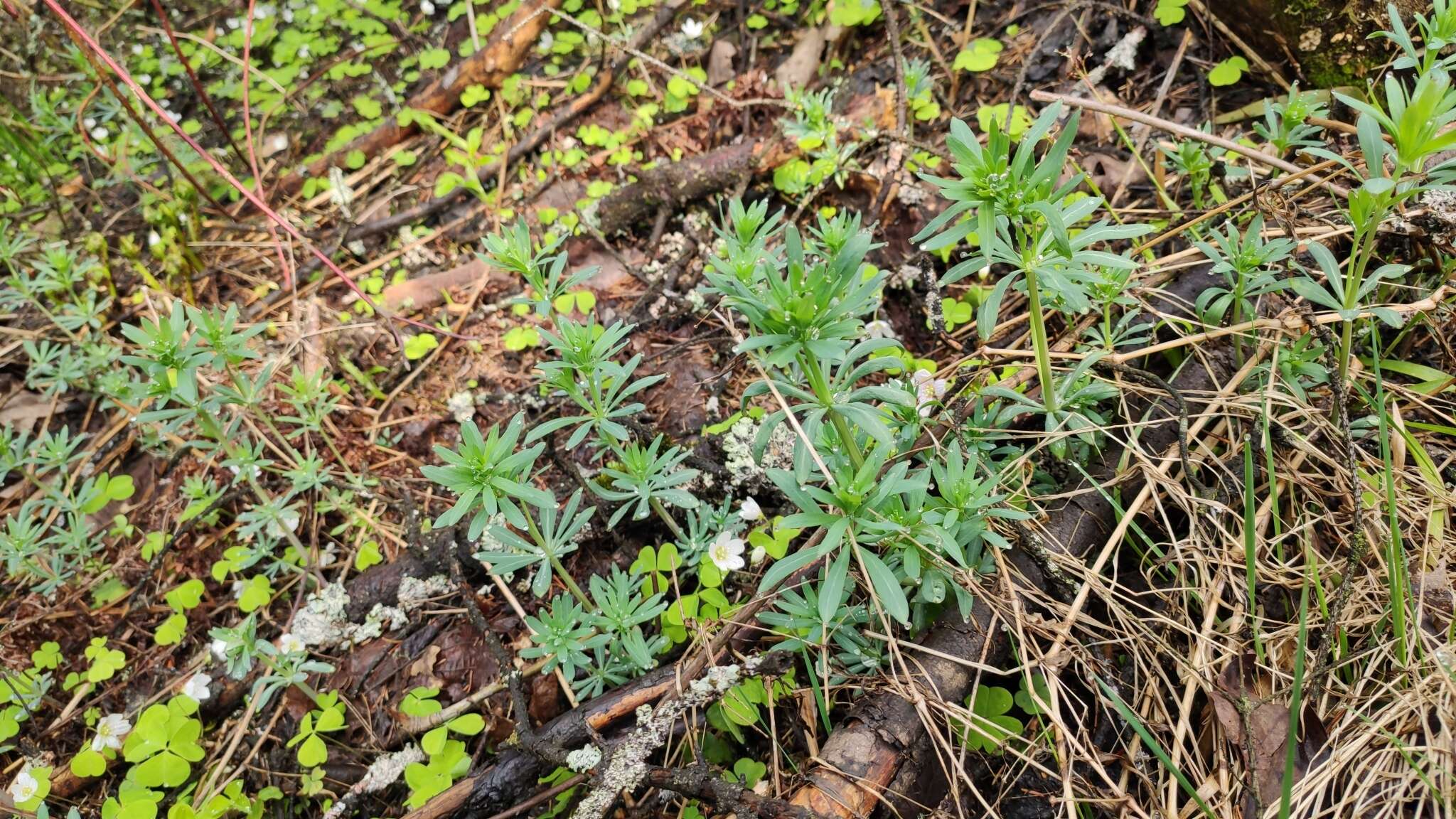 Image of Bedstraw