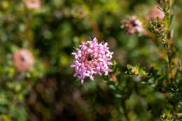 Image of Pimelea imbricata R. Br.