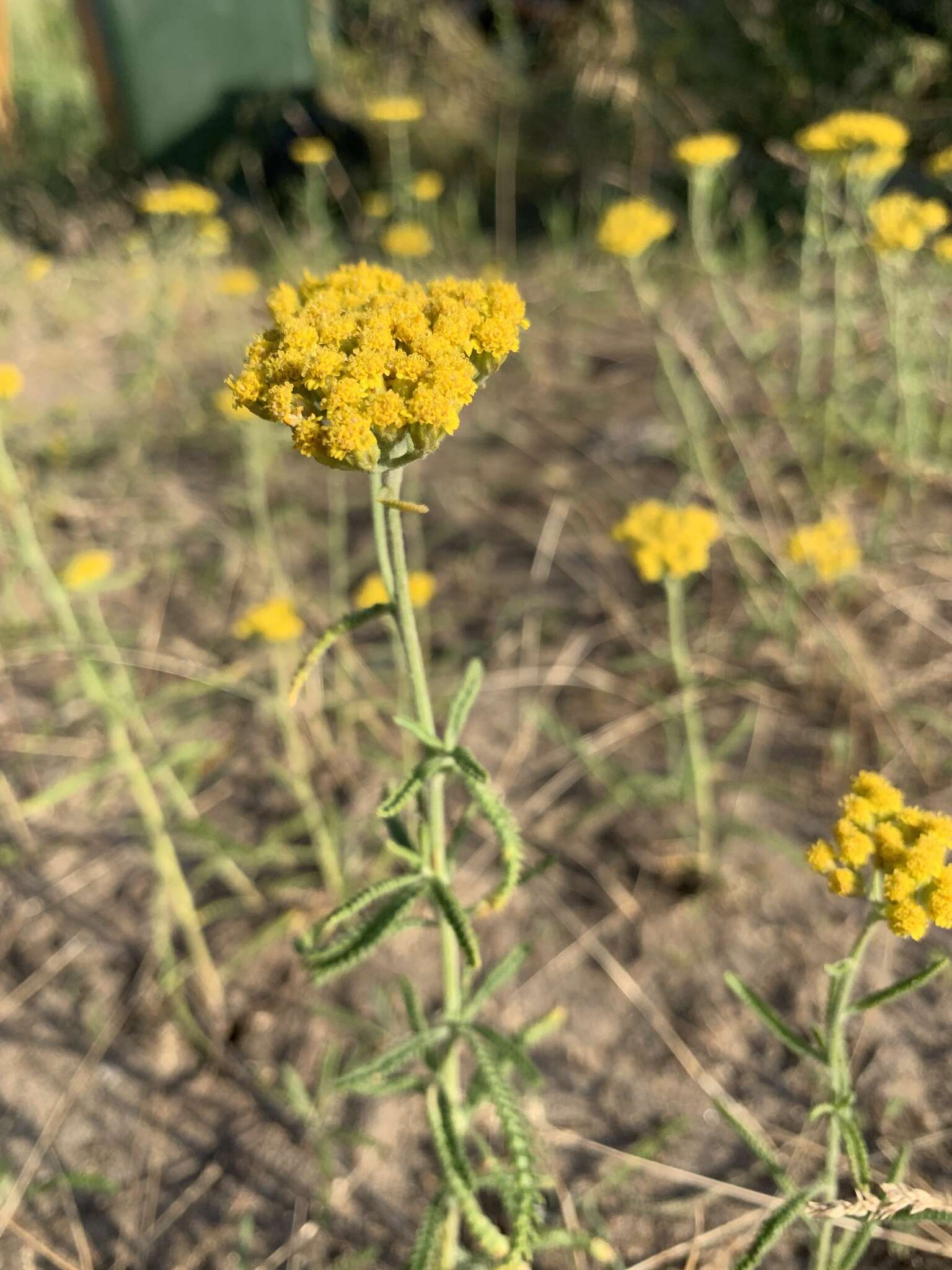 Achillea micrantha Willd. resmi