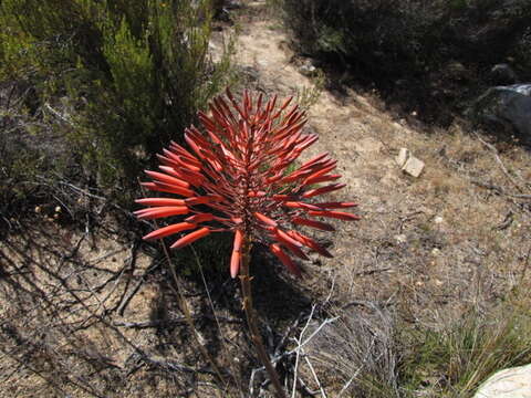 Image of Aloe perfoliata L.