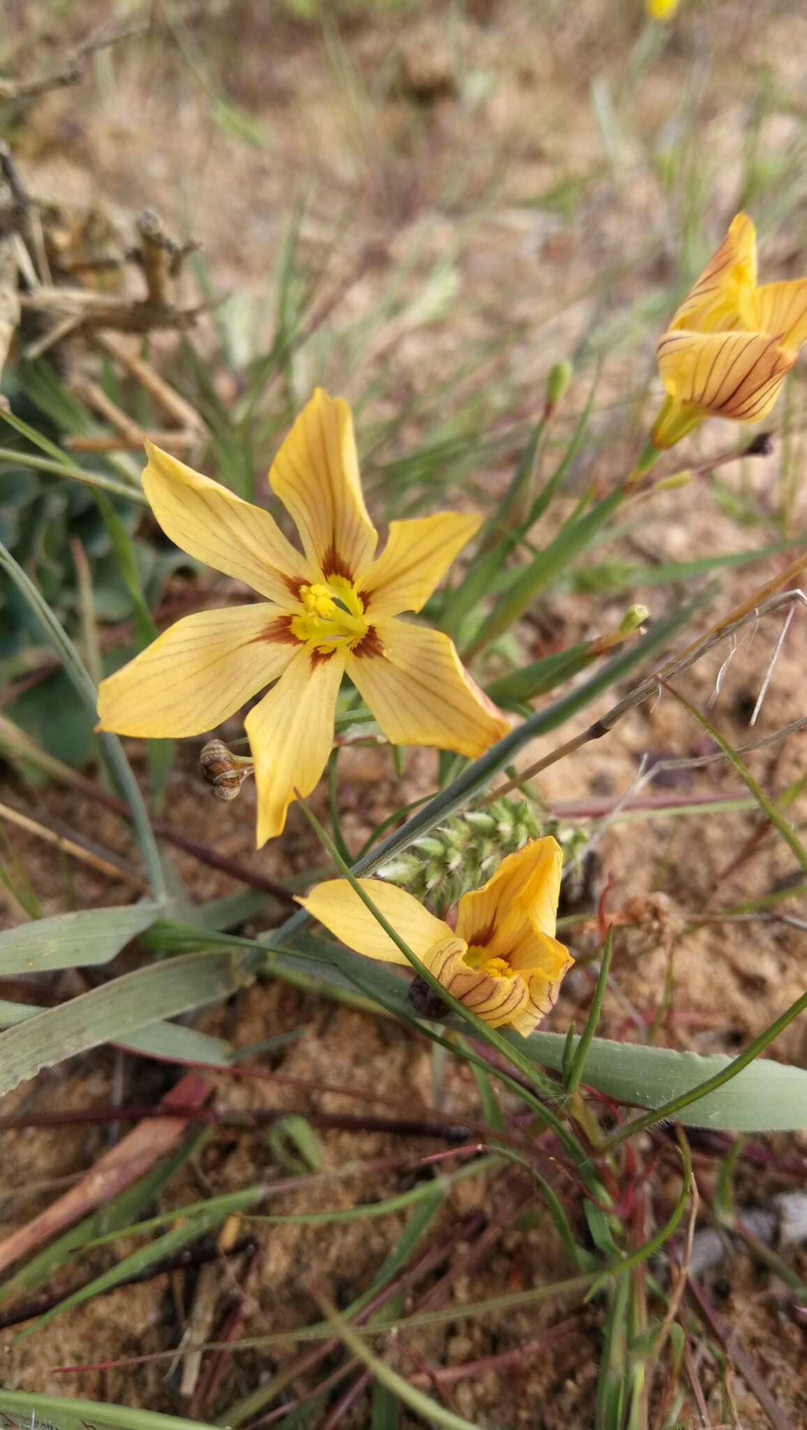 Image of Moraea maximiliani (Schltr.) Goldblatt & J. C. Manning