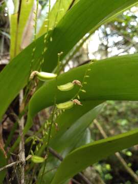 Image of flor de llanten