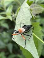 Plancia ëd Rhynocoris nitidulus (Fabricius 1781)