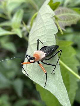 Слика од Rhynocoris nitidulus (Fabricius 1781)