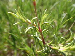 Plancia ëd Cerastium arvense subsp. suffruticosum (L.) Nym.