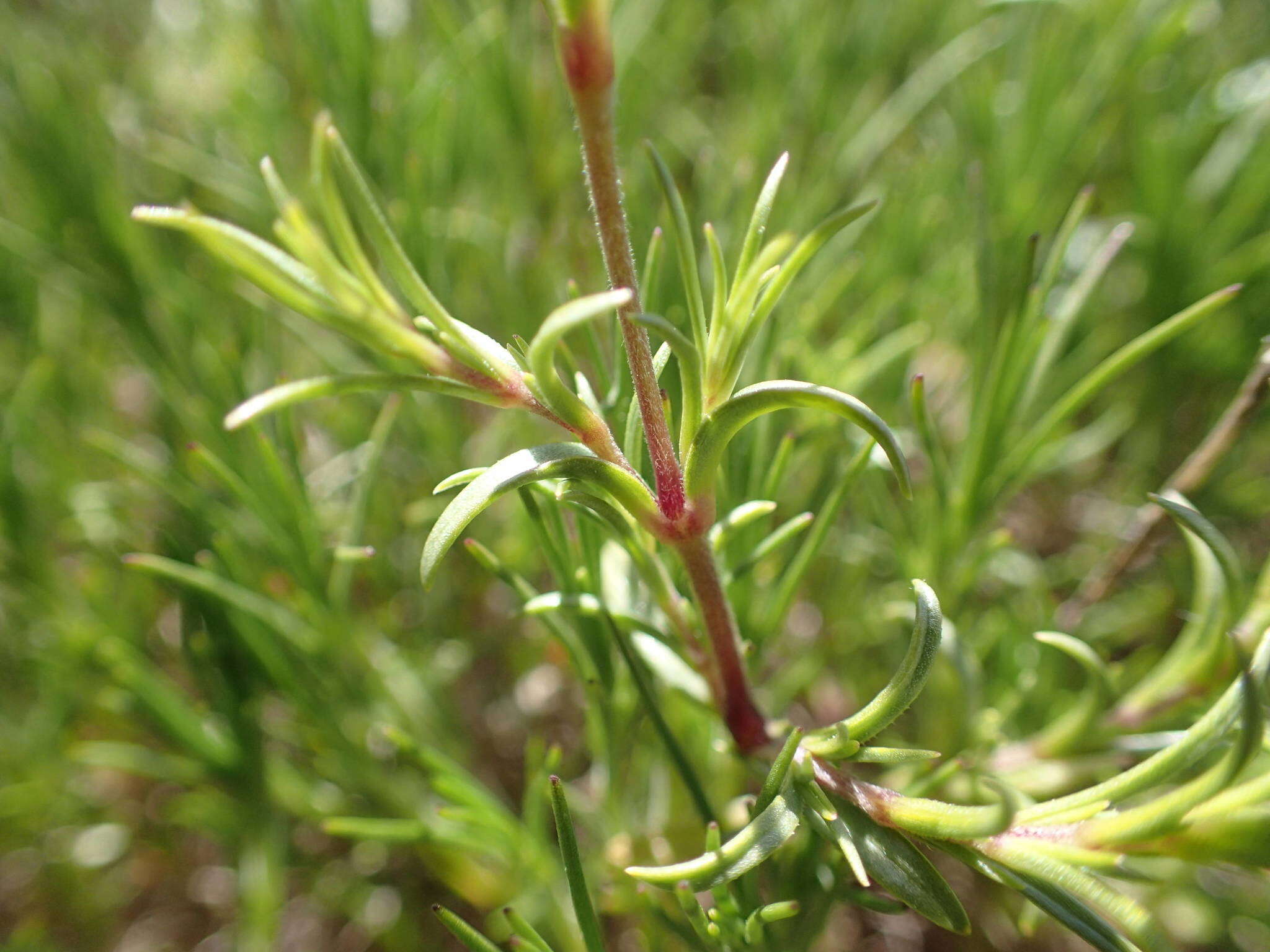 Слика од Cerastium arvense subsp. suffruticosum (L.) Nym.