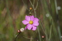 صورة Coreopsis nudata Nutt.