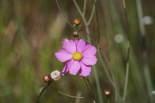 Image of Georgia Tickseed