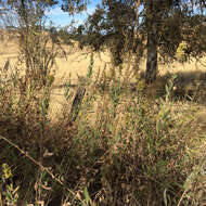 Sivun Solidago velutina DC. kuva