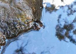 Image of Northern Flinders Ranges froglet