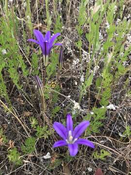 Sivun Brodiaea elegans subsp. hooveri Niehaus kuva