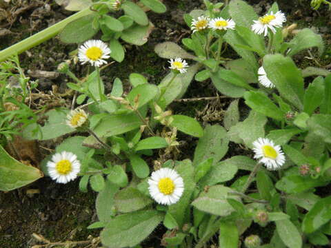 Image of Erigeron leptorhizon DC.