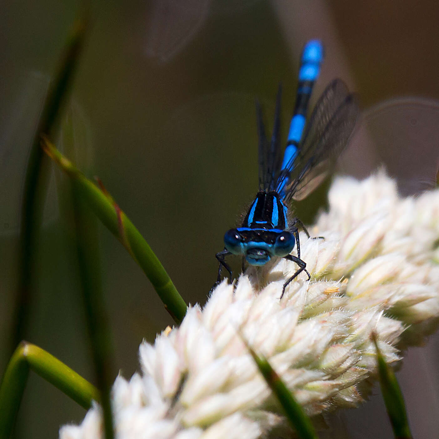 Image of Austrocoenagrion lyelli (Tillyard 1913)