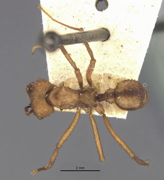 Image of <i>Acromyrmex aspersus</i> (Smith 1858)