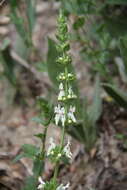 Image of Stachys atherocalyx K. Koch