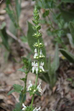 Image of Stachys atherocalyx K. Koch