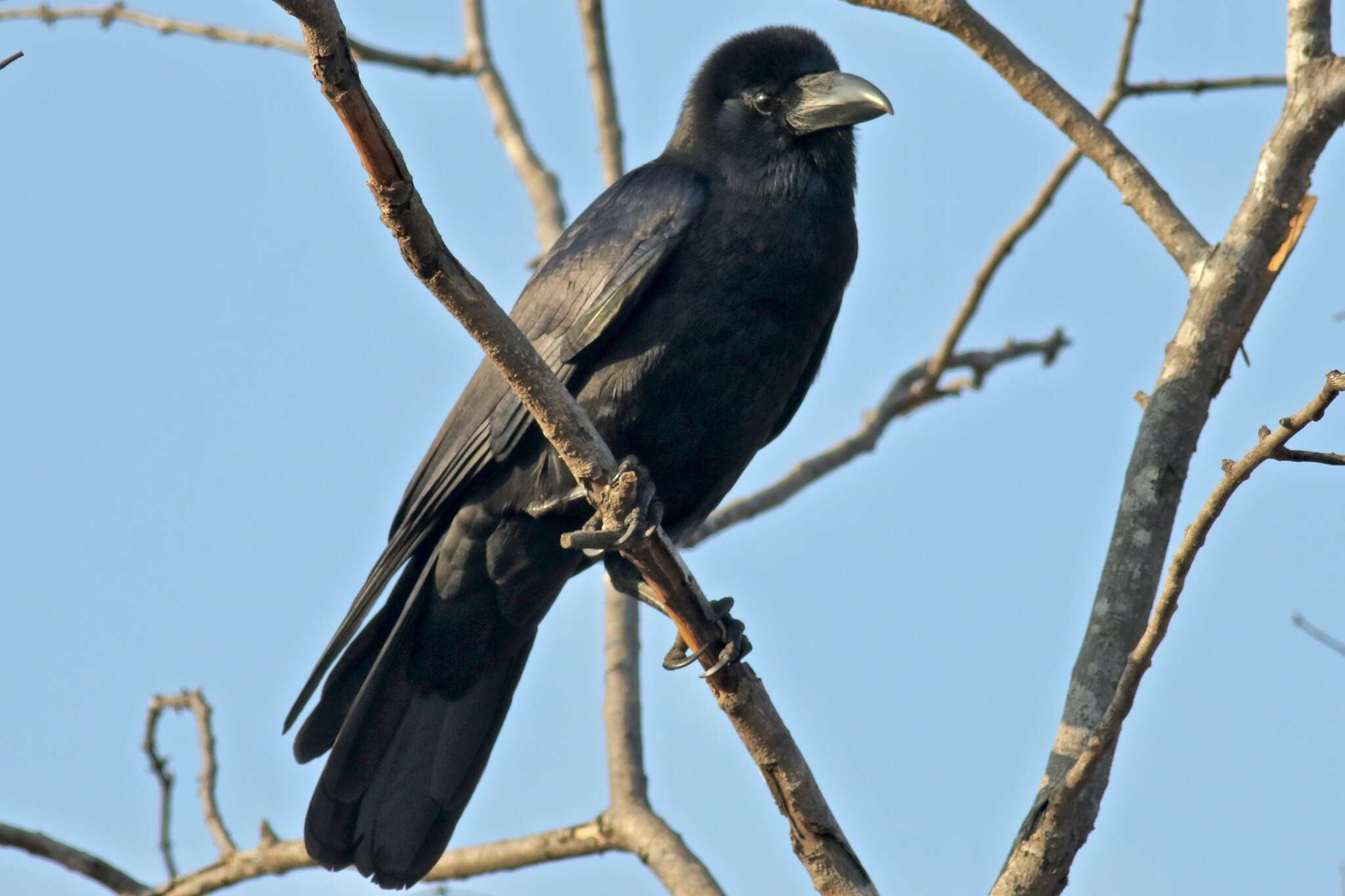 Image of <i>Corvus macrorhynchos culminatus</i>