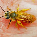 Image of Andrena erythrogaster (Ashmead 1890)