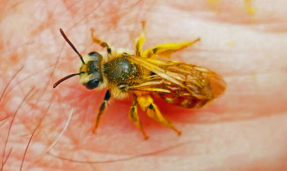 Image of Andrena erythrogaster (Ashmead 1890)