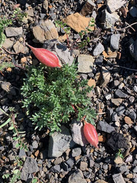 Image of stalkpod locoweed