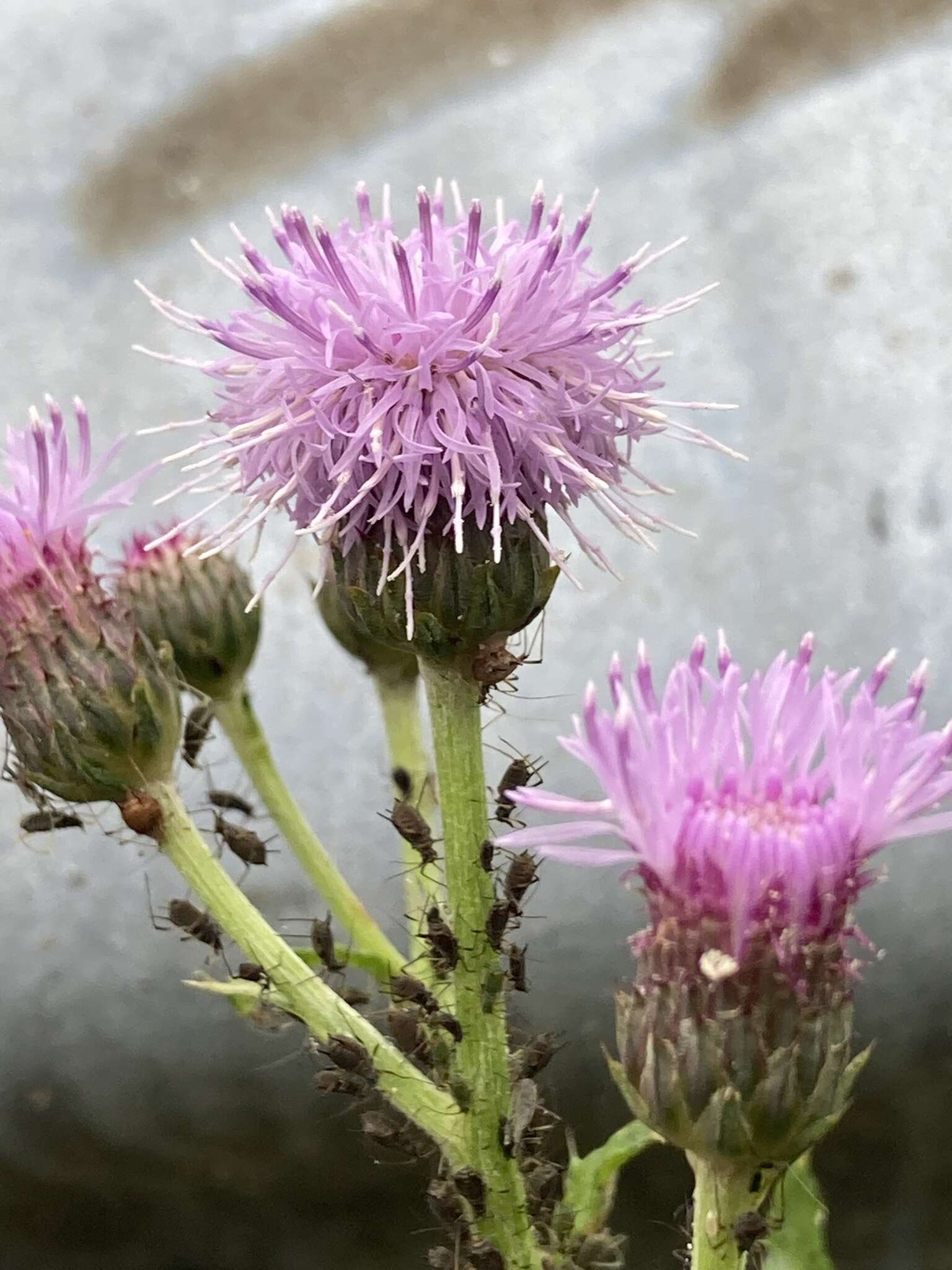 Image of Large Thistle Aphid