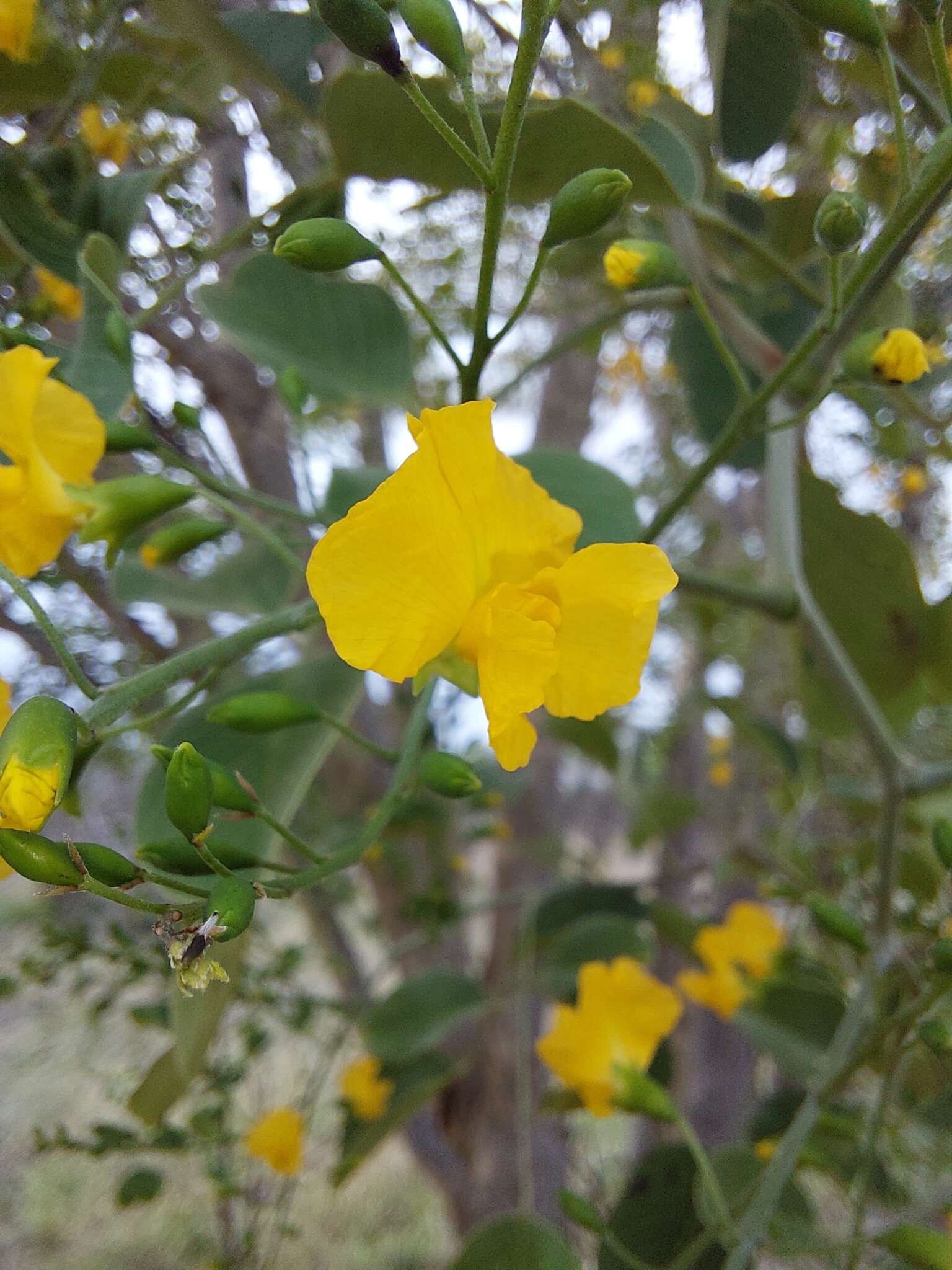 Imagem de Pterocarpus rotundifolius subsp. rotundifolius