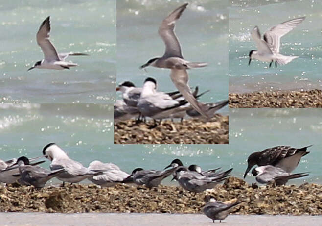 Image of White-cheeked Tern