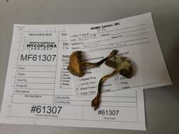 Image of Boletus ochraceoluteus Bessette, Both & A. R. Bessette 1998