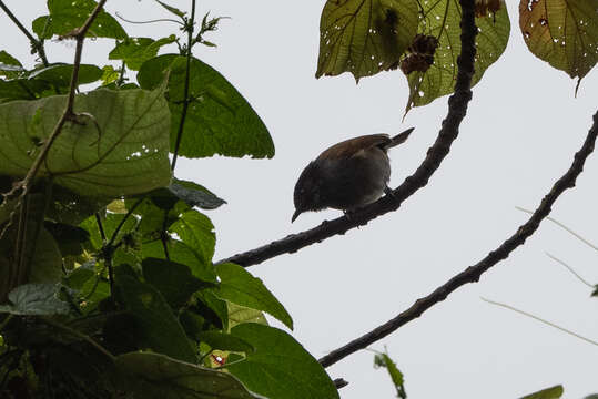 Image of Rwenzori Hill Babbler