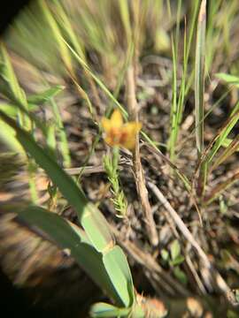 Image of tufted flax