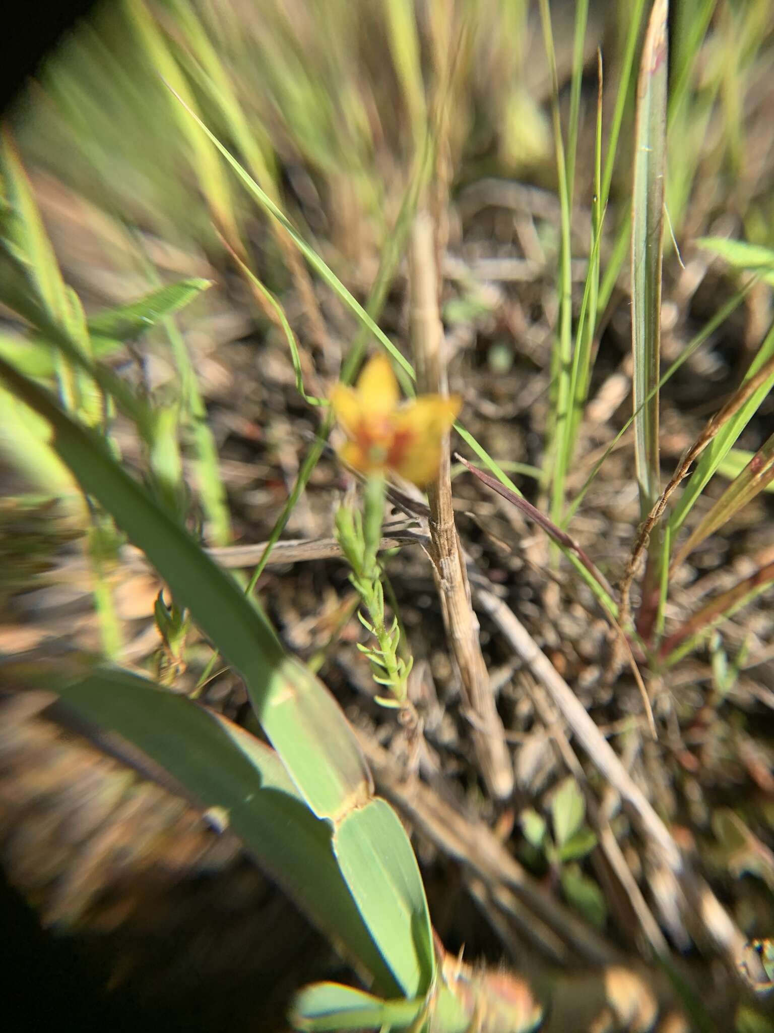 Image of tufted flax