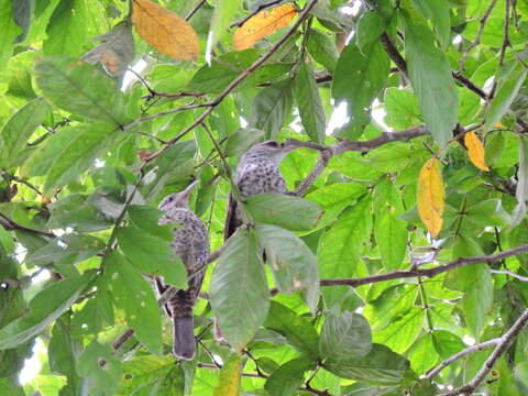 Image of Thrush-like Wren