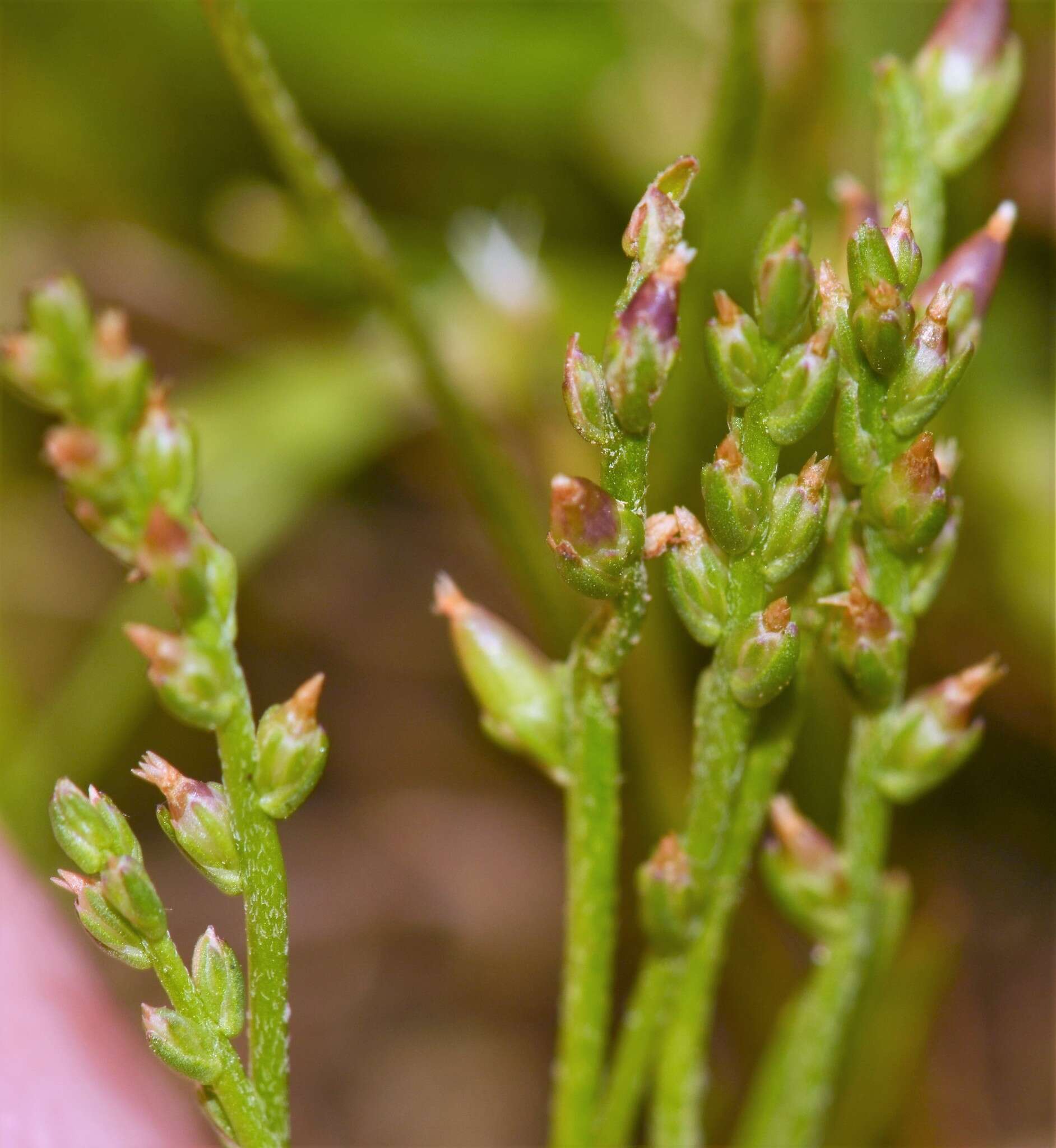 صورة Plantago pusilla Nuttall