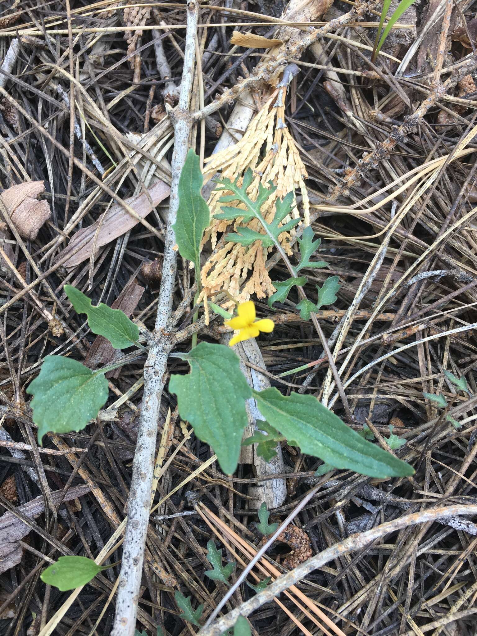 Image of goosefoot yellow violet