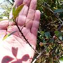 Image of Myrsine montana (Hook. fil.) Hook. fil.