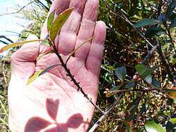 Image of Myrsine montana (Hook. fil.) Hook. fil.