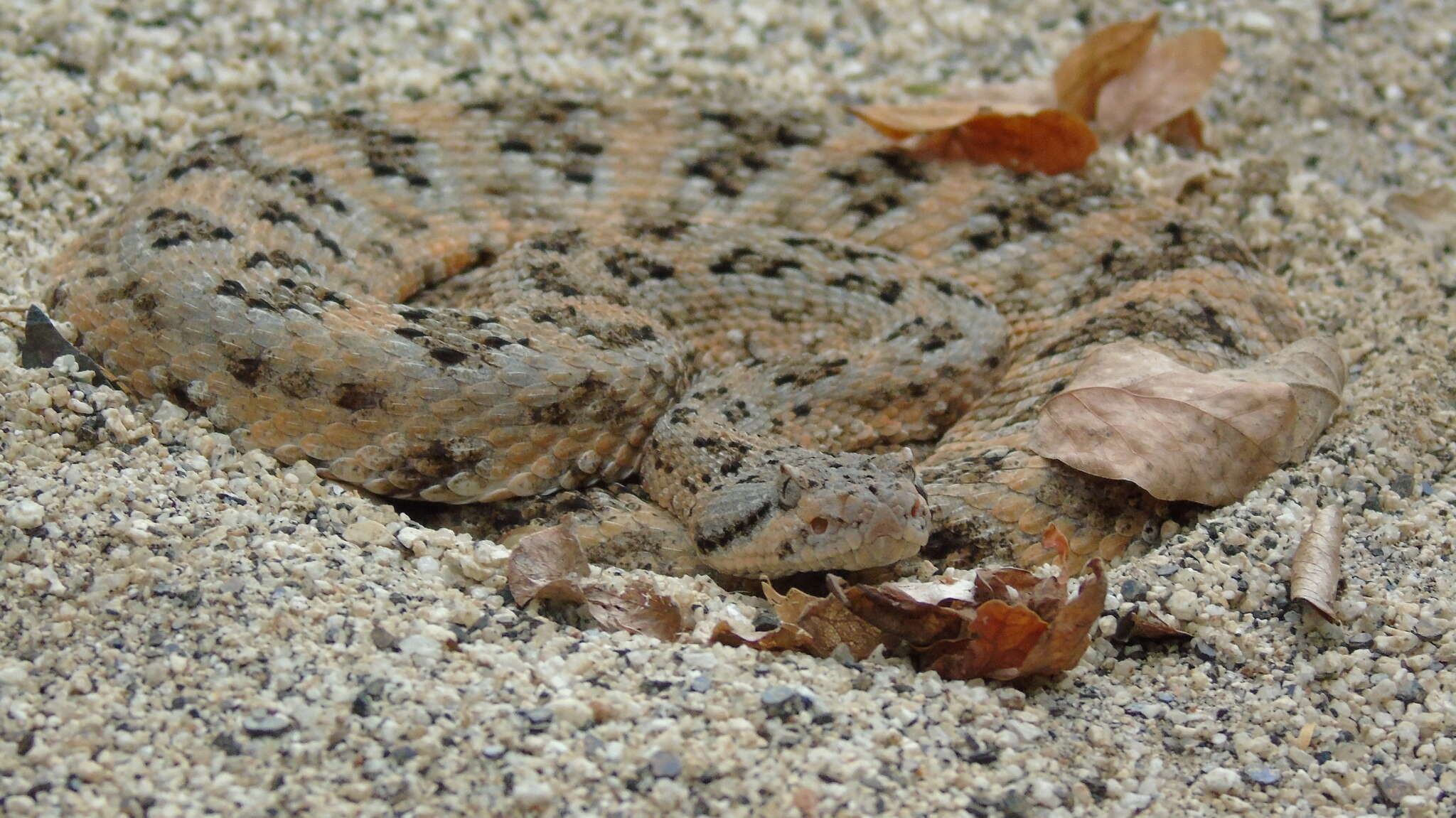 صورة Crotalus mitchellii (Cope 1861)