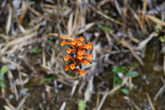 Sauroglossum aurantiacum (C. Schweinf.) Garay resmi