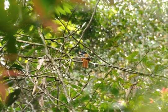 صورة Harpactes fasciatus fasciatus (Pennant 1769)