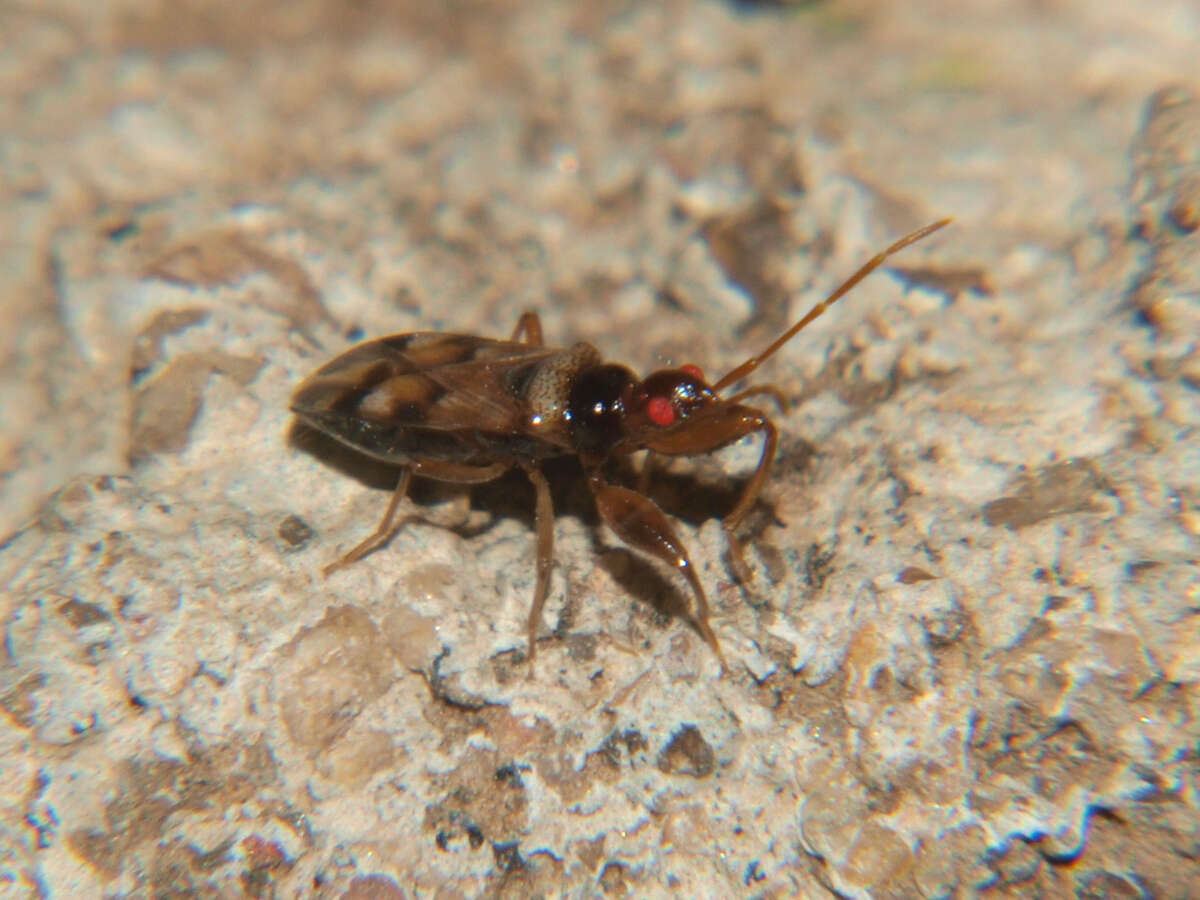 Image de Ethaltomarus