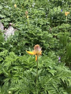 Image of Pulsatilla aurea (N. Busch) Juzepczuk