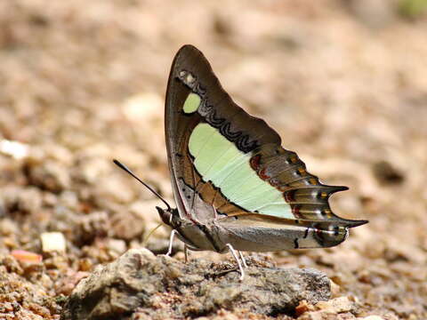 Image of Polyura agrarius Swinhoe 1886