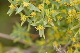 Image of Pimelea microcephala R. Br.