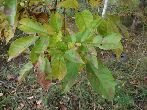 Image of Chinese ash