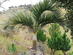 Dypsis decipiens (Becc.) Beentje & J. Dransf. resmi